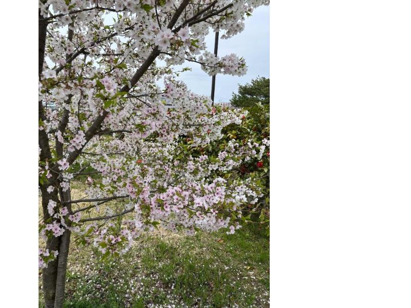 瓢湖結桜20250418-2