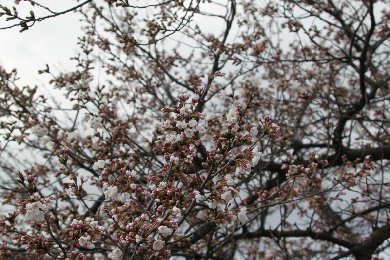 瓢湖桜20250407-1