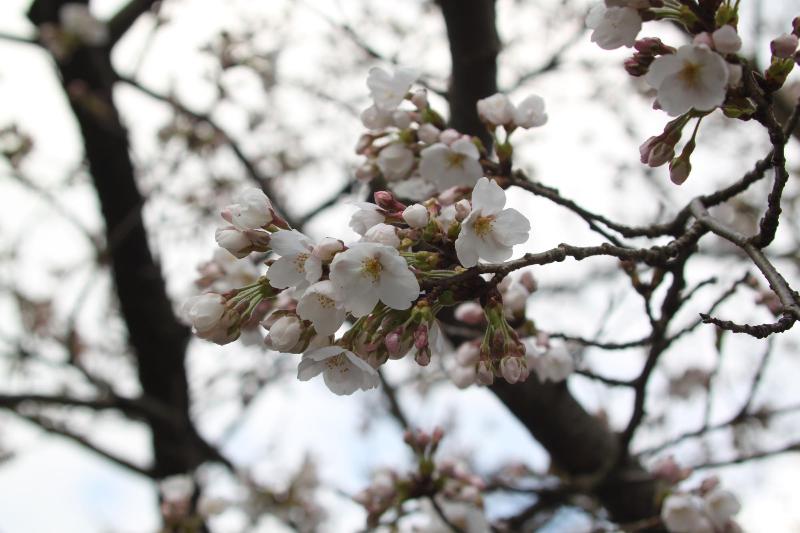 瓢湖桜20250407-2