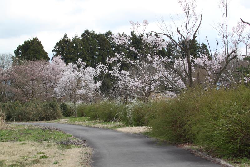 瓢湖桜20250407-3