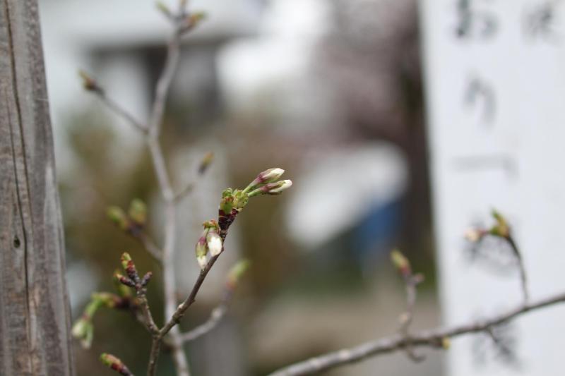 瓢湖結桜20250409