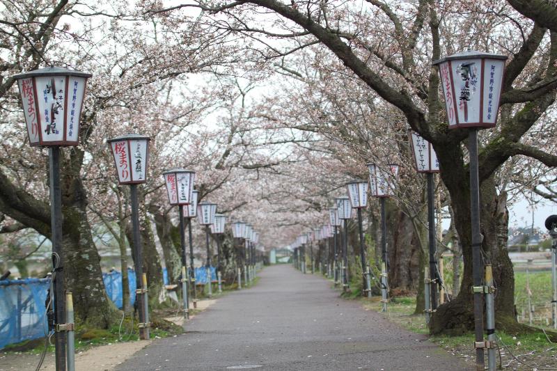 瓢湖桜20250409-1