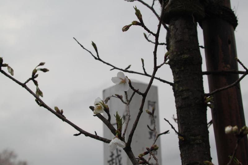 瓢湖結桜20250411